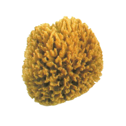 Natural Sponge