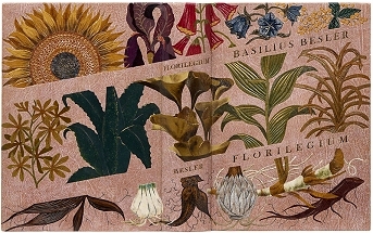 Basilius Besler Florilegium